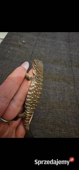 Waran stepowy maluchy Koszalin