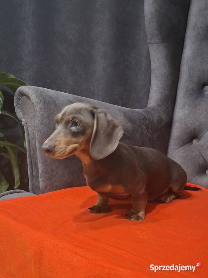 Jamnik niebieski Żyrardów