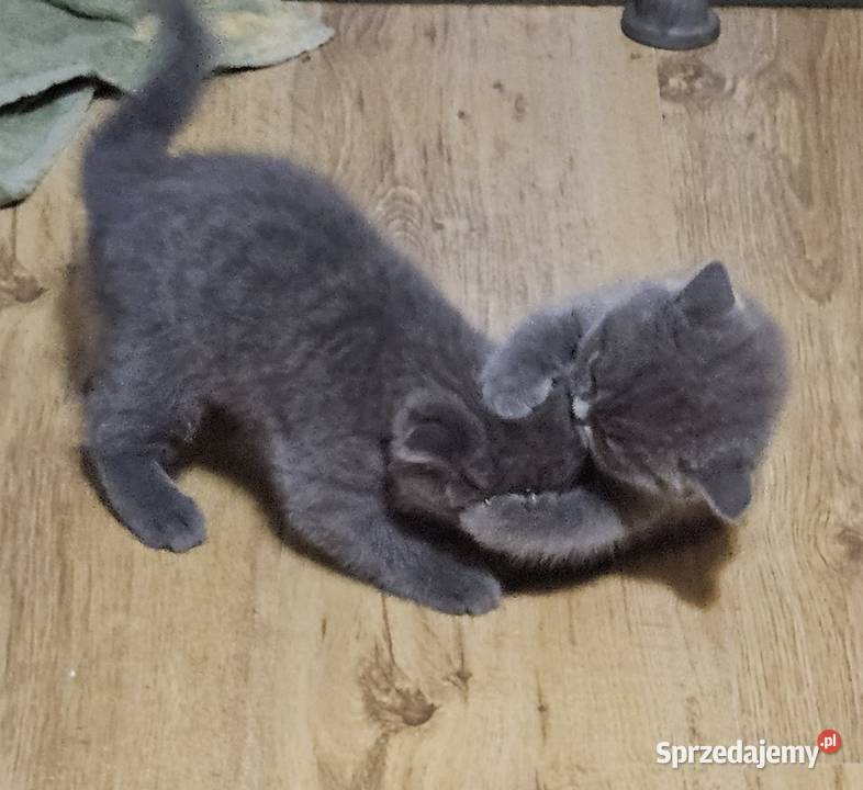 Koty rasowe mazowieckie Warszawa