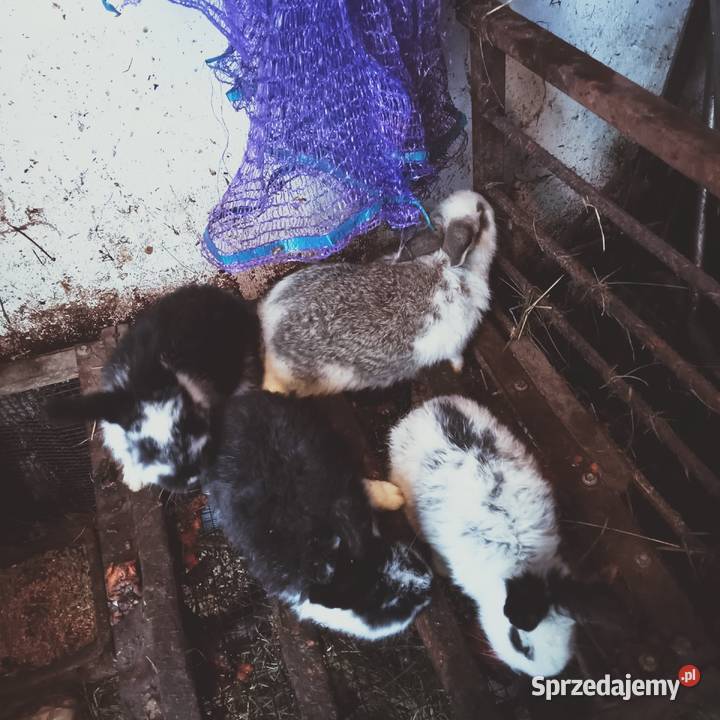 Sprzedam młode króliki łódzkie Trzepnica