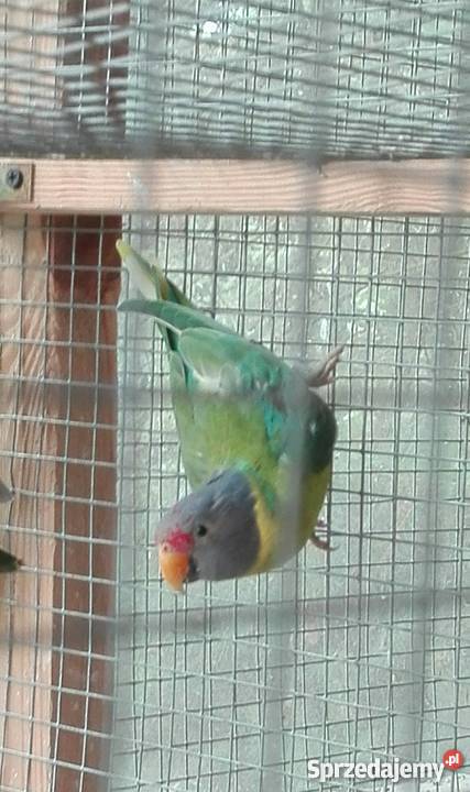 Aleksandretta śliwogłowa Sulbiny