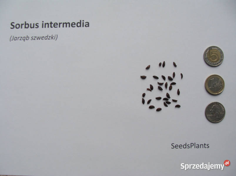 JARZĄB SZWEDZKI Sorbus intermedia NASIONA 500 Lubanie