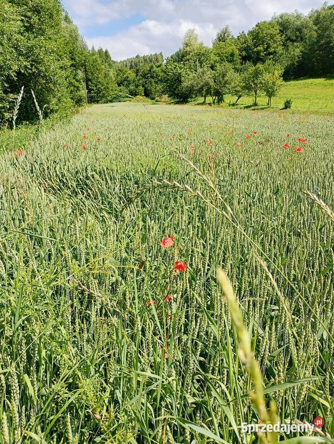 Pszenica ozima su banatus