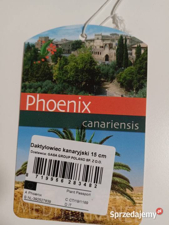Daktylowiec Kanaryjski wys 95 Łódź