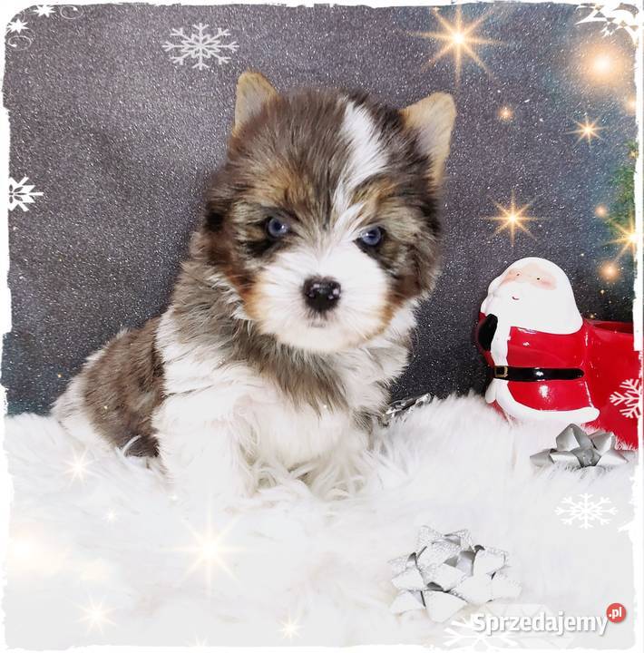 Blueberry Niebieskie Oczy CUDOWNY unikatowy Mega opolskie Opole