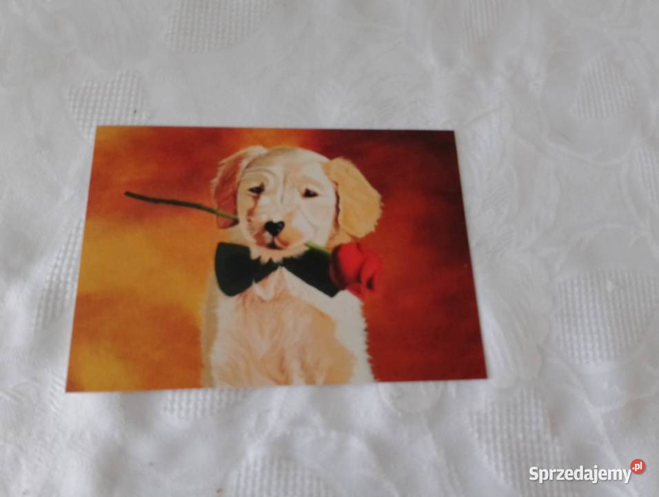Pocztówka walentynkowa na WALENTYNKI piesek z Oborniki