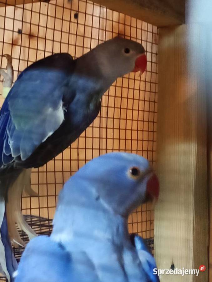 Aleksandretty 25r go dolnośląskie Kamień Górowski