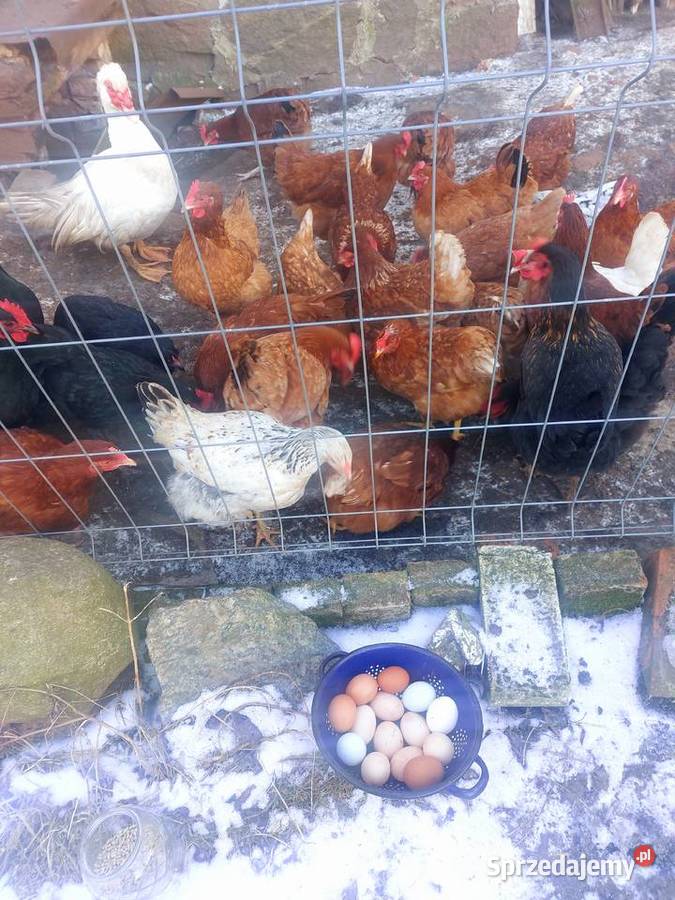 Jajka ekologiczne Jaja Trzebiatów sprzedam