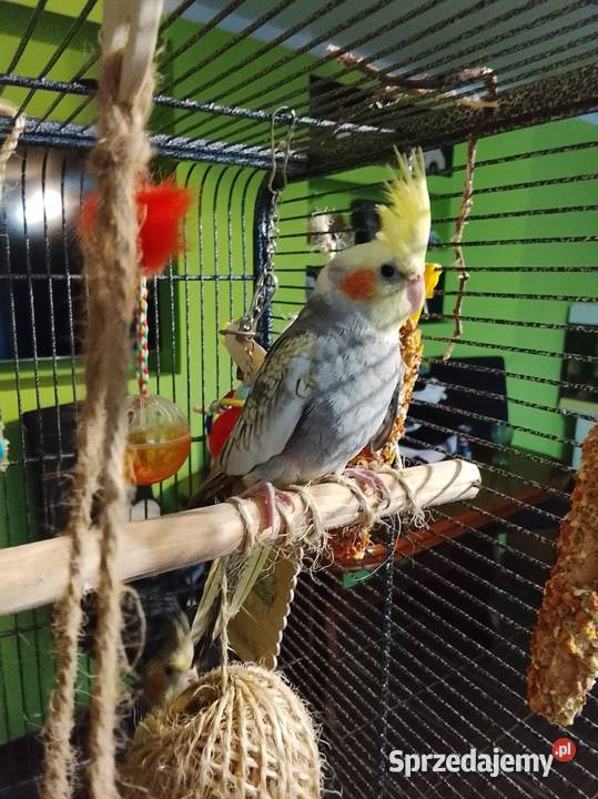 Papugi nimfy z klatka lubuskie