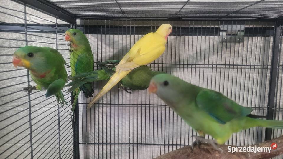 Papugi barabandy Wieliczka