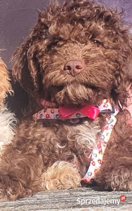 Lagotto Romagnolo Lipno sprzedam