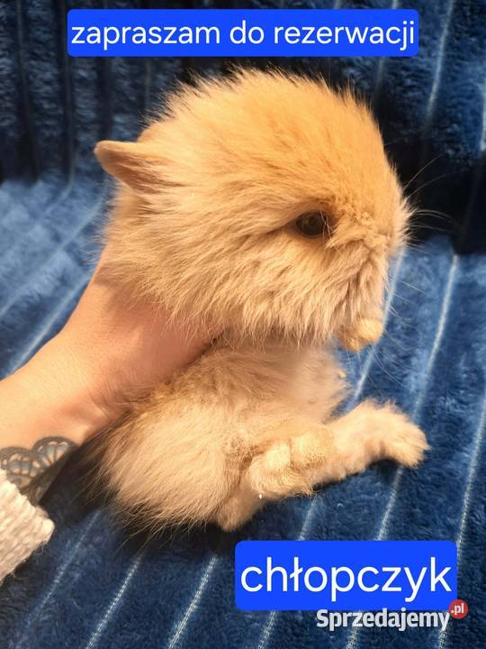Króliki miniaturowe TEDDY przeurocze oswojone