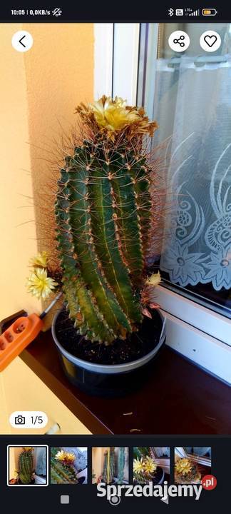 Kaktus ferocactus Wolbrom