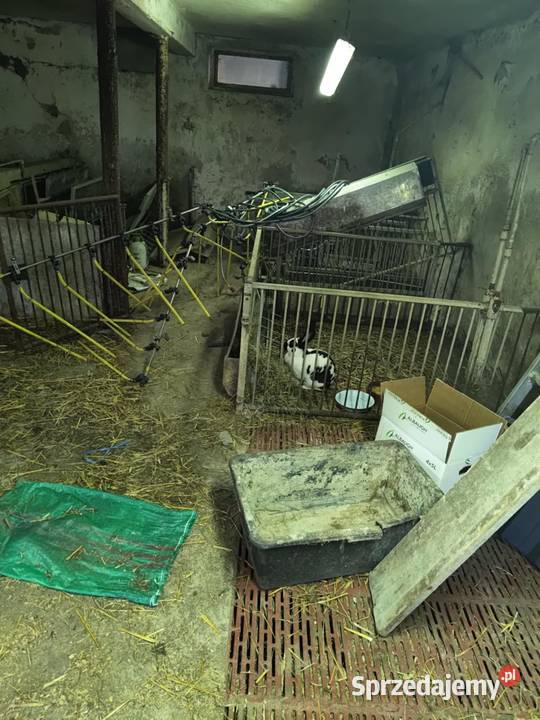 Ruszta paśniki wygrody kojce porodowe koryta Szyszłowo sprzedam