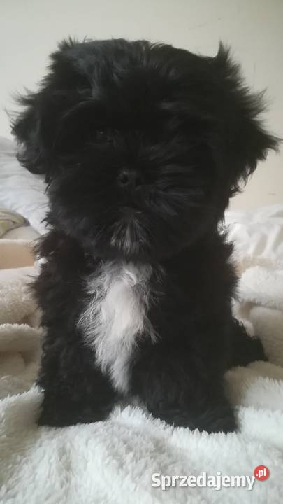 Shih tzu pieski i suczki wielkopolskie Poznań