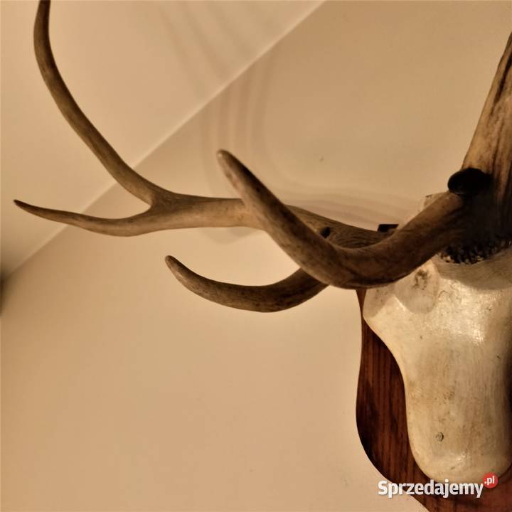 Poroże jelenia rogi Łódź