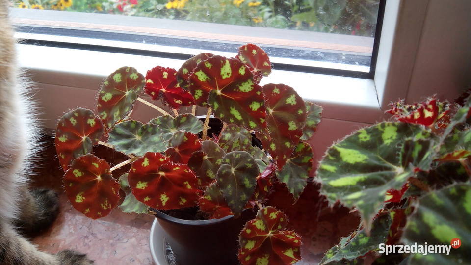 Trzykrotki i inne kwiatki Białystok