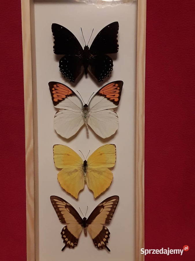 Motyle w ramce 14x35 Haraxes Hebomoia Papilio Szczecin sprzedam