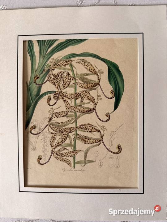 Antyczna rycina botaniczna staloryt XIX w śląskie