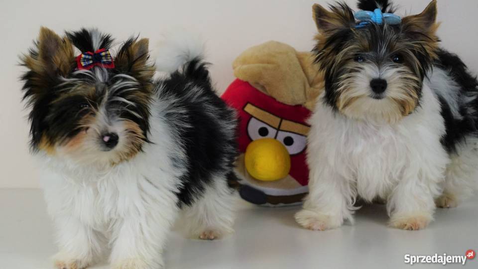 Biewer Yorkshire Terrier z metrykami ZKwP FCI York Poddębice