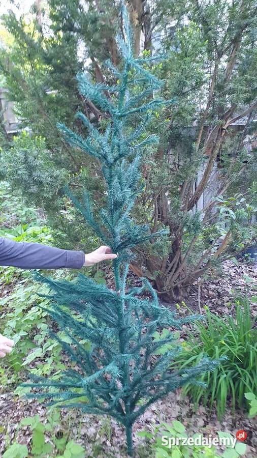 Choinka stara sztuczna PRL 2częściowa wkładana 2 mazowieckie Warszawa