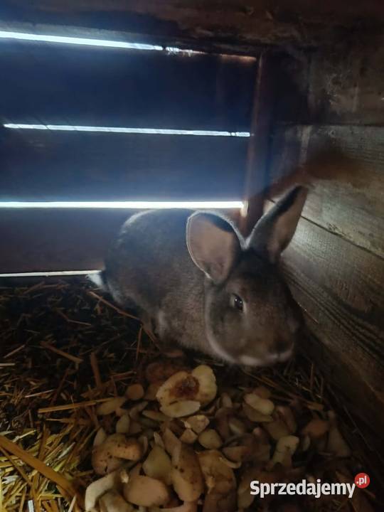 Króliki Króliki Szczecinek