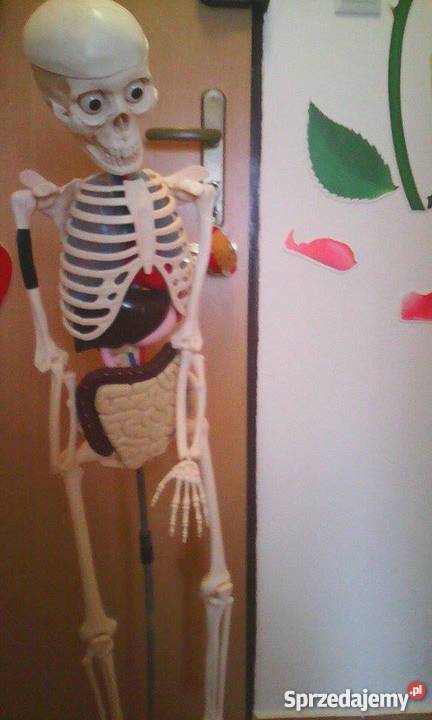 szkielet człowieka z narządami i stojakiem całość,na części