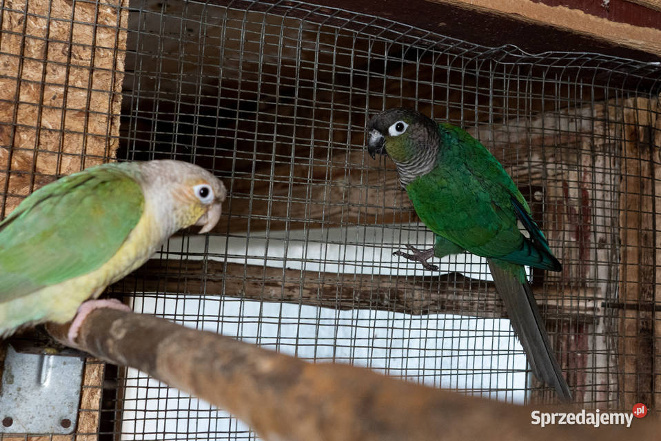 Para rudosterki zielonolice sprzedam