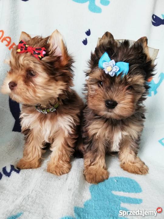 Choco merle blue merle yorkshire terrier pieski małopolskie Kraków