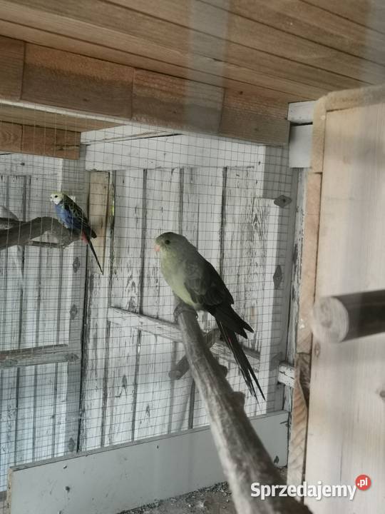 Sprzedam wielkopolskie Maryszewice sprzedam