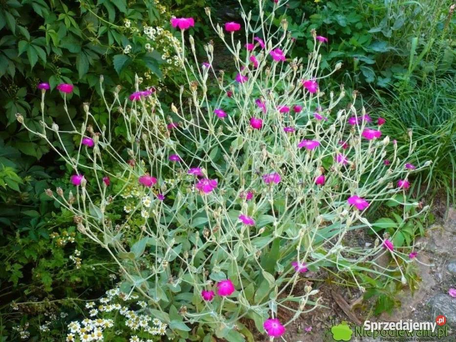 Firletka kwiecista sadzonki karminowe 10 Ogród Gdynia