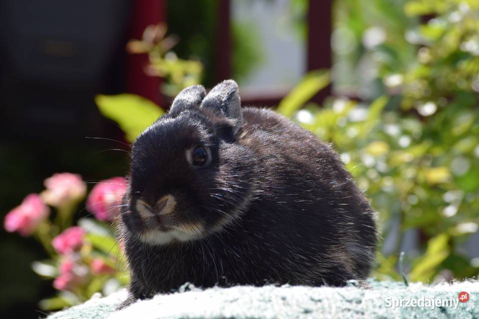 Królik miniaturowy karzełek niderlandzki Łochów