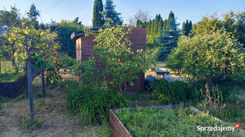 Działka rekreacyjna ROD Słonecznik warmińsko-mazurskie Myki sprzedam