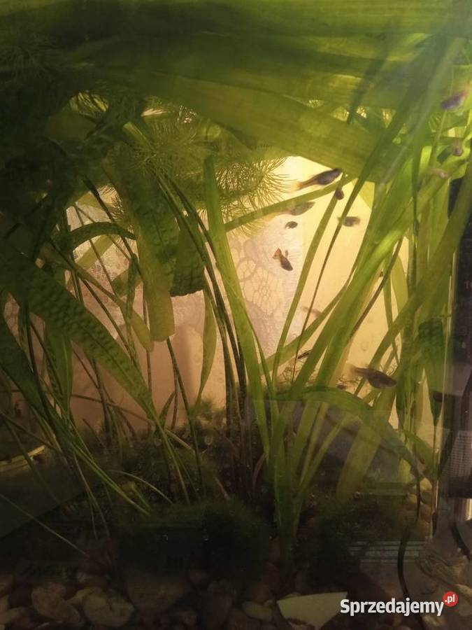 Rośliny Nurzaniec szerokiGałęzatka Kryptokoryna łódzkie Piotrków Trybunalski