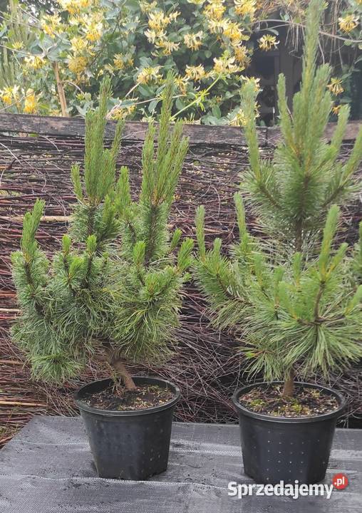 Sosna Czarna austriacka Iglaste Jasieniec