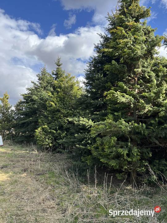 Sprzedam tuje Działdowo sprzedam