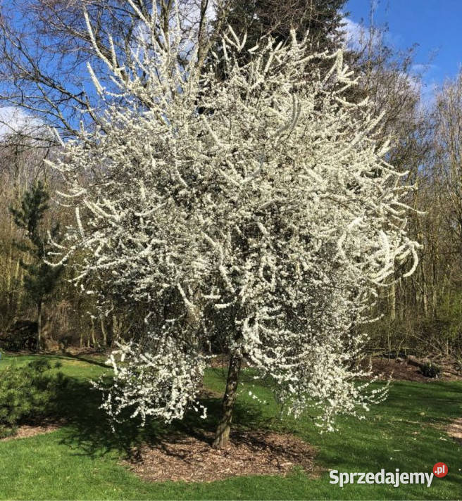 ŚLIWA TARNINA Prunus spinosa NASIONA 500 sztuk Lubanie