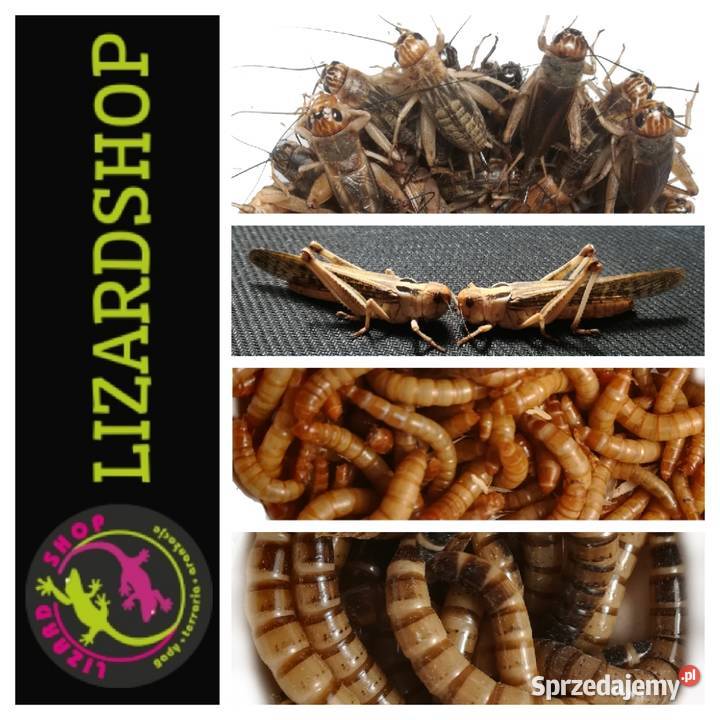 Larwa drewnojada Zophobas morio 100ml LIZARD Sosnowiec