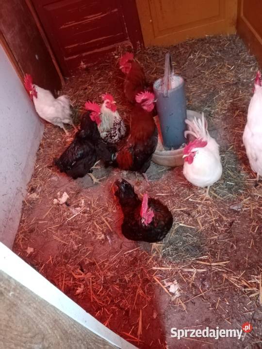 Koguty mix na wodzirejow świętokrzyskie Leśne Chałupy