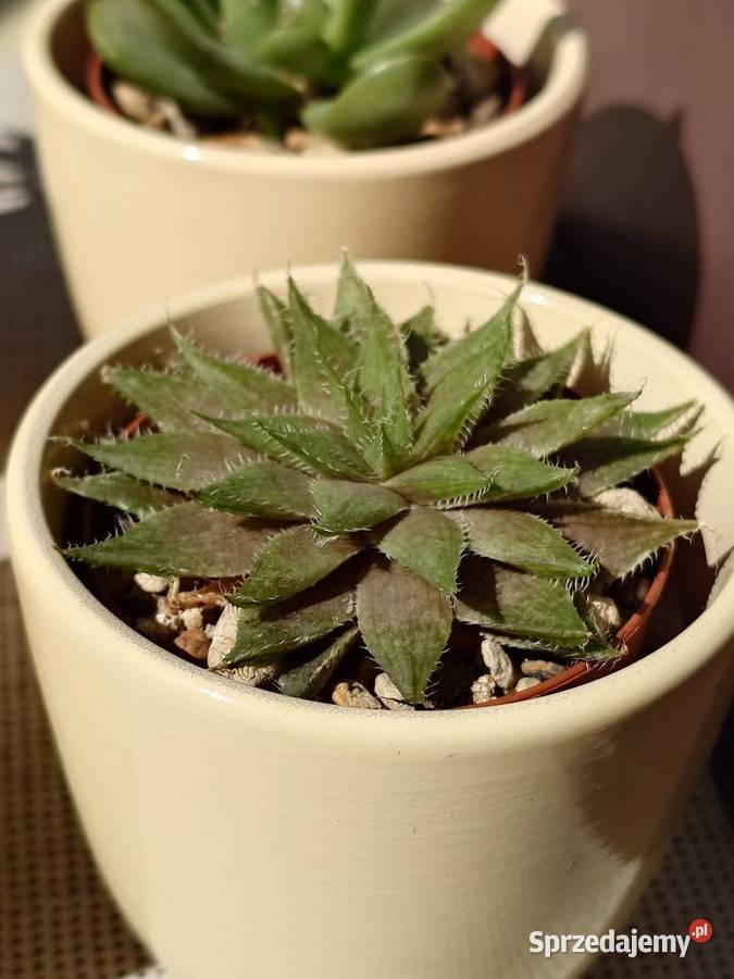 Kpl 4 sukulenty w osłonkach Delosperma Haworthia Warszawa