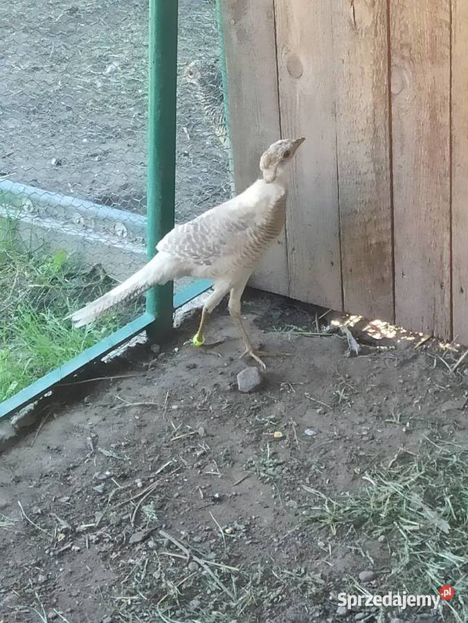 Bażanty bananowe wielkopolskie Ostrów Wielkopolski