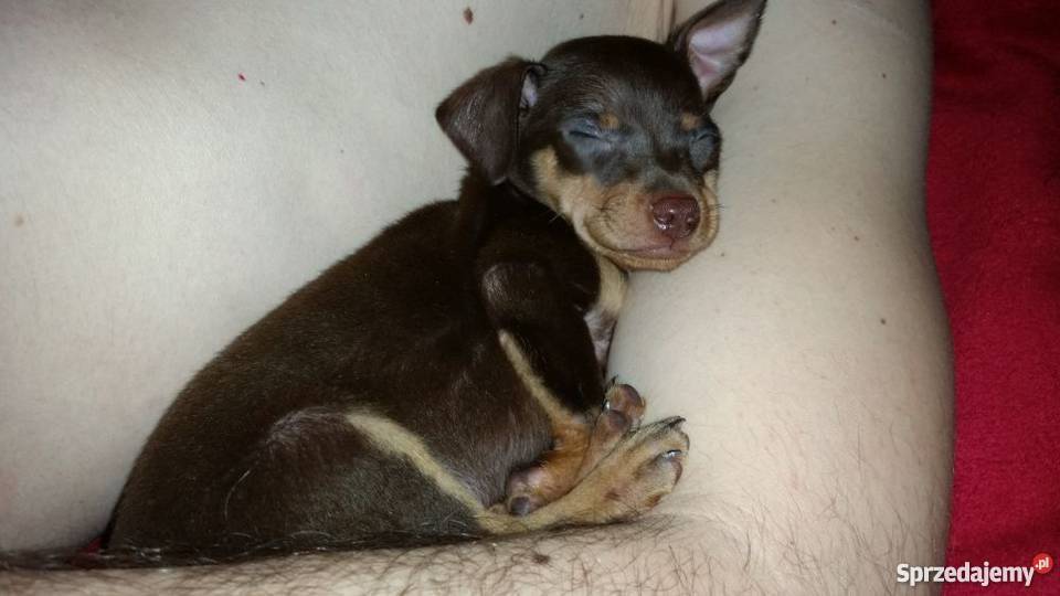 Ratlerek miniaturka Oddam