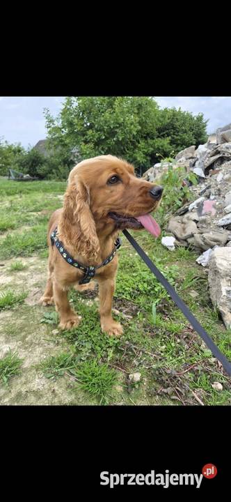 Suka Cocker Spaniel świętokrzyskie
