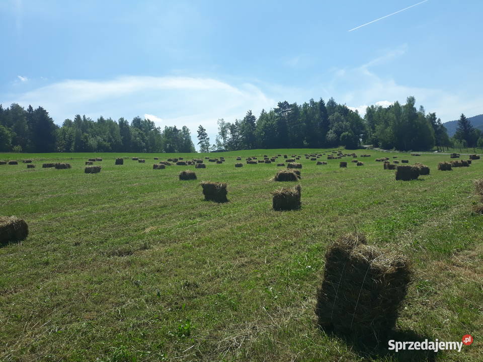 Okazja Sprzedam kostki siana z 2019 Frycowa