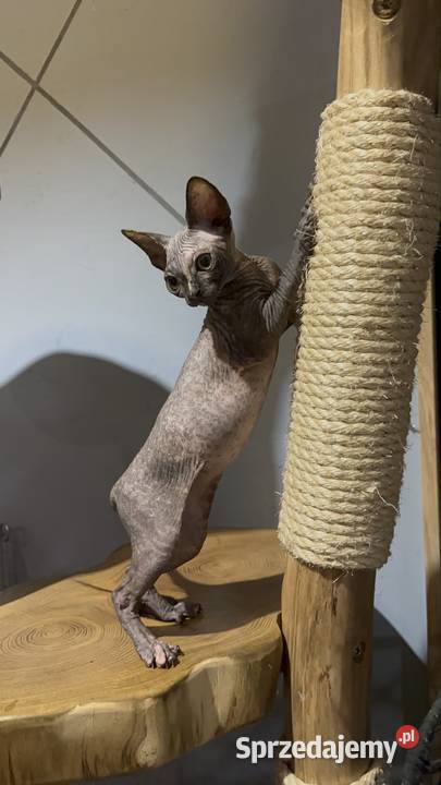 Kotka sfinks kanadyjski FPL legalna hodowla Opole sprzedam