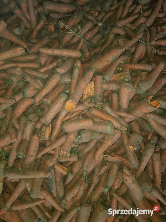 PIĘKNA Marchew jadalna bio ekologiczna prosto z