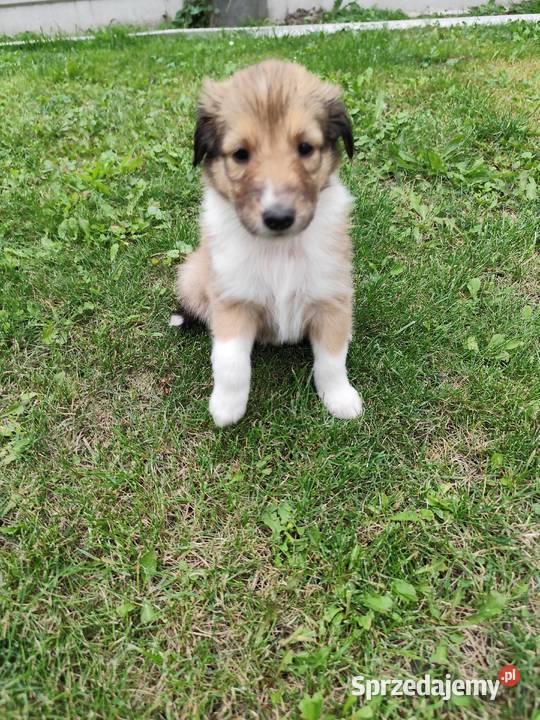 Owczarek Szkocki Collie Oświęcim