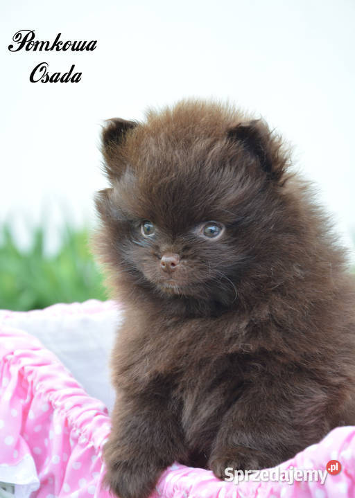 Szpic pomeranian miniatura