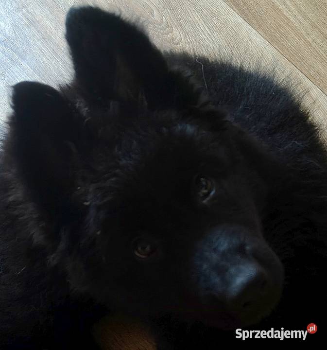 Owczarek Staroniemiecki opolskie Opole