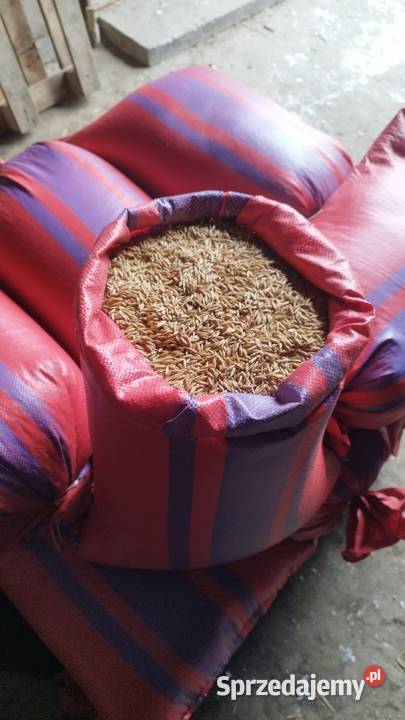 Owies czysty bez chwastów Pellet Rawa Mazowiecka